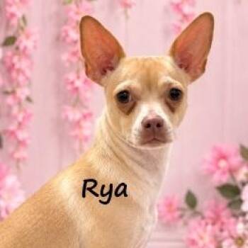 Rya -  Chihuahua Dog for Adoption in Aurora, Nebraska - Rya | PetCurious