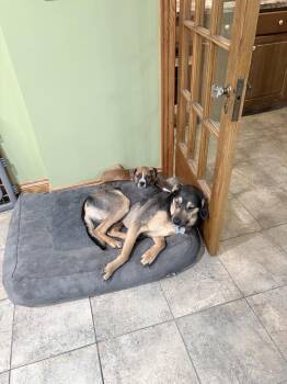 Boxer Dogs Available for Adoption - Ginger | PetCurious