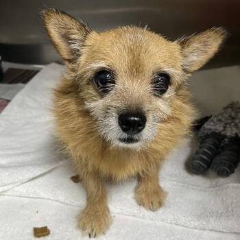 Benjamin DI 8 -  Cairn Terrier and Mixed Breed Dog for Adoption in Union, Missouri - Benjamin DI 8 | PetCurious