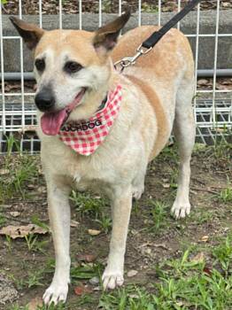 Orange -  Labrador Retriever and Australian Cattle Dog Blue Heeler Dog for Adoption in San Mateo, California - Orange | PetCurious