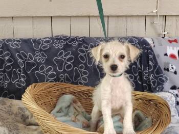 Rain pup (STORM) -  Poodle and Maltese Dog for Adoption in Fort Worth, Texas - Rain Pup (STORM) | PetCurious