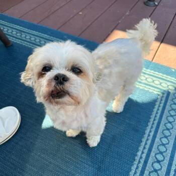 Max the Mush -  Shih Tzu Dog for Adoption in Stamford, Connecticut - Max The Mush | PetCurious