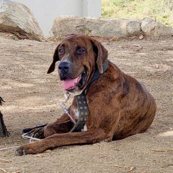 Beertje -  Mastiff Dog for Adoption in Northbrook, Illinois - Beertje | PetCurious