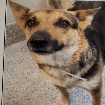 German Shepherd Dog Dogs Available for Adoption in Houston, Texas - Flora | PetCurious