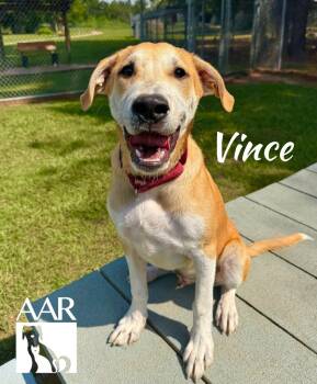 Rescue Labrador Retriever Dogs for Adoption in Magnolia, Texas - Vince | PetCurious
