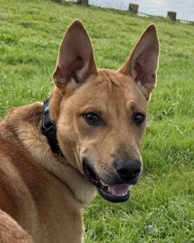 Carolina Dog Dogs Available for Adoption in Crescent City, California - Bandit | PetCurious