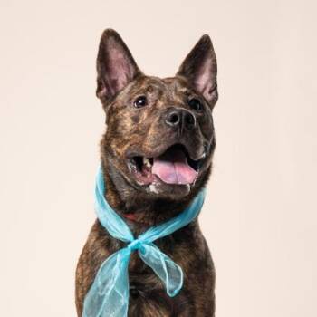 Thus -  Labrador Retriever and Mixed Breed Dog for Adoption in Atlanta, Georgia - Thus | PetCurious