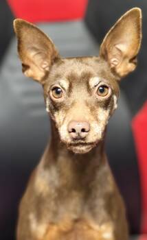 Miniature Pinscher Dogs Available for Adoption - Diesel | PetCurious