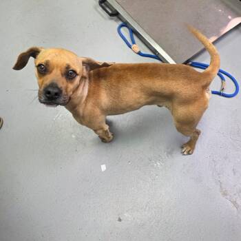 Mixed Breed Dogs Available for Adoption - Dewey | PetCurious