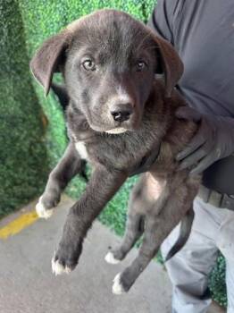Mixed Breed Dogs Available for Adoption - 60611727 | PetCurious