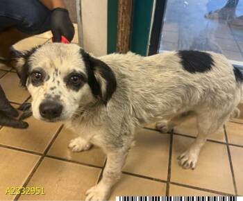 Mixed Breed Dogs Available for Adoption in West Palm Beach, Florida - CALDWELL | PetCurious