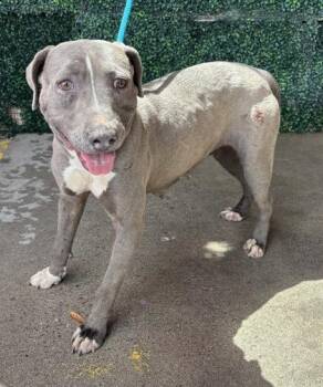 Pit Bull Terrier and Mixed Breed Dogs Available for Adoption in El Paso, Texas - 60949687 | PetCurious
