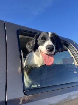 Rescue Border Collie Dogs for Adoption in Lewiston, Idaho - Casper *COURTESY POST* | PetCurious
