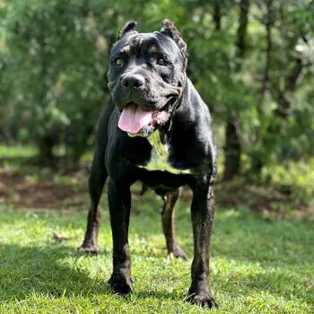 Cane Corso and Mixed Breed Dogs Available for Adoption - Nova | PetCurious