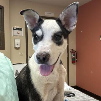 Rockstar -  Mixed Breed Dog for Adoption in Flagstaff, Arizona - Rockstar | PetCurious