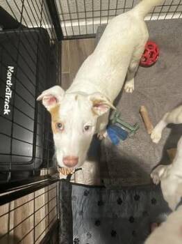 Terrier Dogs Available for Adoption - Cooper | PetCurious