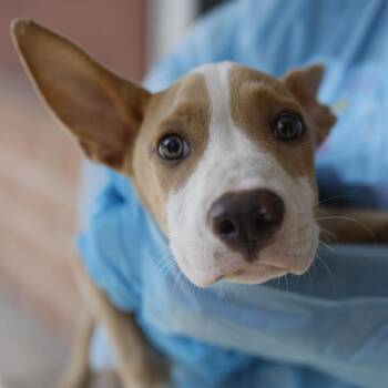 LUKE -  Terrier Dog for Adoption in San Antonio, Texas - LUKE | PetCurious