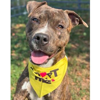 Max -  Pit Bull Terrier and Mixed Breed Dog for Adoption in Indianapolis, Indiana - Max | PetCurious