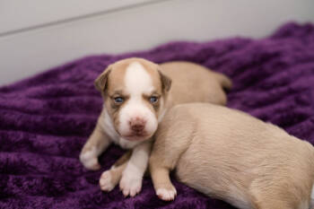 Rescue Labrador Retriever and Mixed Breed Dogs for Adoption in Chapel Hill, North Carolina - Ivy | PetCurious