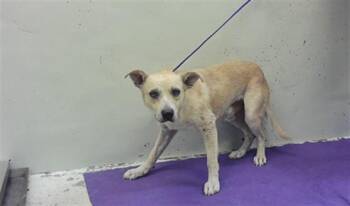Labrador Retriever and Mixed Breed Dogs Available for Adoption in Houston, Texas - MYRON | PetCurious
