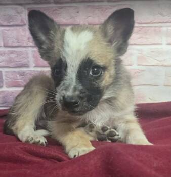 Aphid -  Australian Shepherd Dog for Adoption in Sedalia, Colorado - Aphid | PetCurious