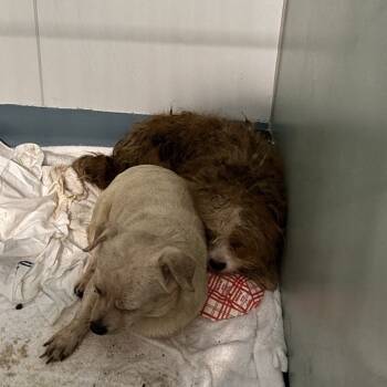 Rescue Mixed Breed Dogs for Adoption in New York, New York - Groot | PetCurious