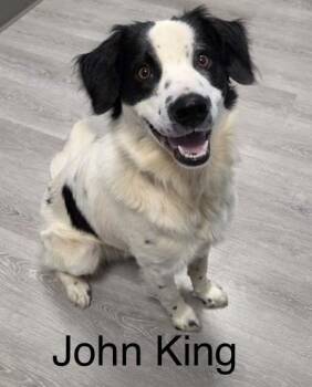 John King -  Border Collie Dog for Adoption in Ulster, Pennsylvania - John King | PetCurious