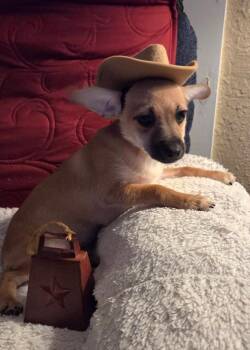 Terrier and Chihuahua Dogs Available for Adoption - Tex | PetCurious