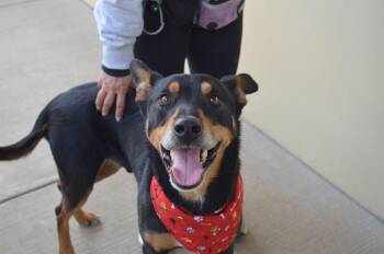 Doberman Pinscher Dogs Available for Adoption - Milo | PetCurious