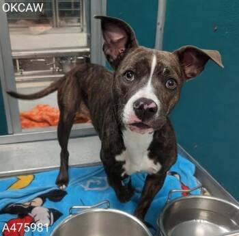 A475981 -  Staffordshire Bull Terrier and Dachshund Dog for Adoption in Oklahoma City, Oklahoma - A475981 | PetCurious