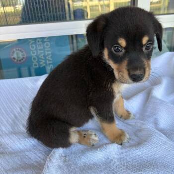 Ron Burgundy -  Terrier and Mixed Breed Dog for Adoption in San Antonio, Texas - Ron Burgundy | PetCurious