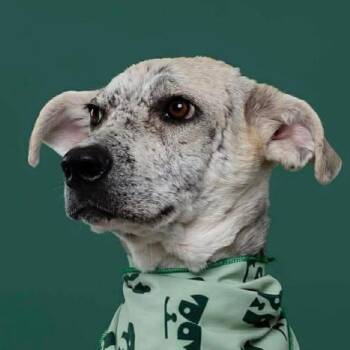 Mixed Breed Dogs Available for Adoption in Niagara Falls, Ontario - Camilo (20260412-02) | PetCurious