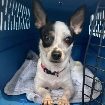 Zukey -  Chihuahua Dog for Adoption in Owosso, Michigan - Zukey | PetCurious