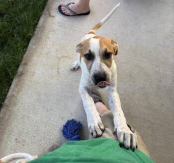 Rescue Great Pyrenees Dogs for Adoption in Pflugerville, Texas - Lila | PetCurious