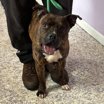 Pit Bull Terrier Dogs Available for Adoption in Northbrook, Illinois - Pascua | PetCurious