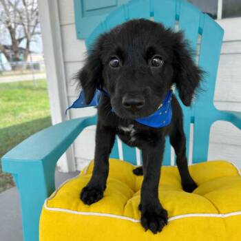 Labrador Retriever Dogs Available for Adoption - Sully | PetCurious