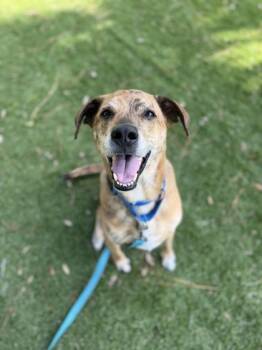 Jasper - 1 -  Plott Hound and Mixed Breed Dog for Adoption in Daytona Beach, Florida - Jasper - 1 | PetCurious