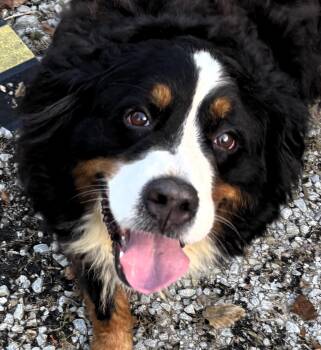 Hannah -  Bernese Mountain Dog Dog for Adoption in Paris, Kentucky - Hannah | PetCurious