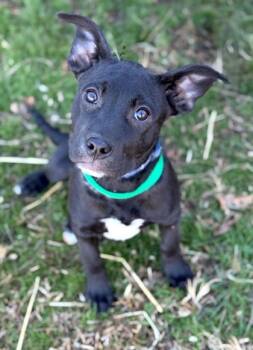 Rescue Boxer and Labrador Retriever Dogs for Adoption in Malvern, Pennsylvania - Dolly | PetCurious