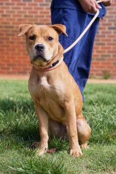 Rupert -  Boxer and Pit Bull Terrier Dog for Adoption in Stillwater, Oklahoma - Rupert | PetCurious