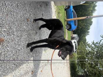 Star -  Labrador Retriever Dog for Adoption in Aurora, Illinois - Star | PetCurious