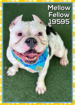 MELLOW FELLOW -  American Bully and American Bulldog Dog for Adoption in Marietta, Georgia - MELLOW FELLOW | PetCurious