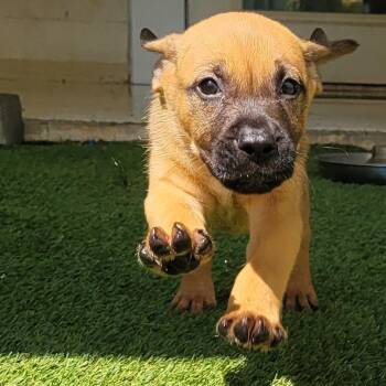 Jorah AKA Deacon 6593 -  Terrier and Mixed Breed Dog for Adoption in Loxahatchee Groves, Florida - Jorah AKA Deacon 6593 | PetCurious