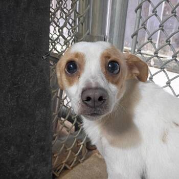 June Bug -  Chihuahua Dog for Adoption in Dallas, Texas - June Bug | PetCurious
