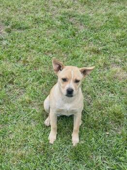 Terrier Dogs Available for Adoption in Glocester, Rhode Island - Daisy | PetCurious