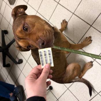 Macaron -  Mixed Breed Dog for Adoption in Charleston, West Virginia - Macaron | PetCurious