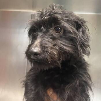 Spencer FKA Moonshine -  Poodle Dog for Adoption in Philadelphia, Pennsylvania - Spencer FKA Moonshine | PetCurious