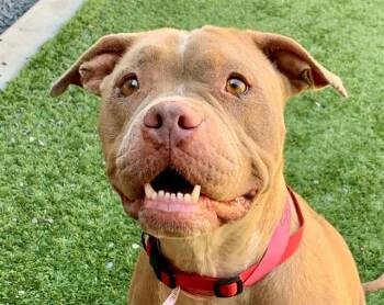 BELL OF THE BALL -  Pit Bull Terrier and Mixed Breed Dog for Adoption in Moreno Valley, California - BELL OF THE BALL | PetCurious