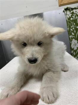 SHIMO -  Alaskan Malamute Dog for Adoption in Fairbanks, Alaska - SHIMO | PetCurious