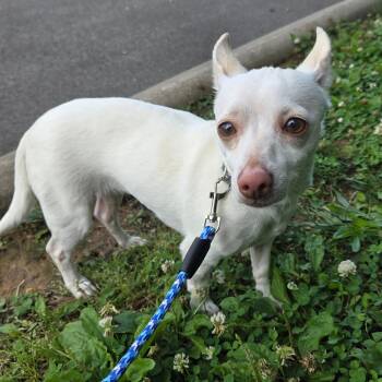Lupita -  Chihuahua Dog Available for Adoption in Chattanooga, Tennessee - Lupita | PetCurious